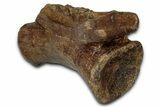 Ornithomimid Dinosaur (Struthiomimus?) Vertebra - Montana #353287-2